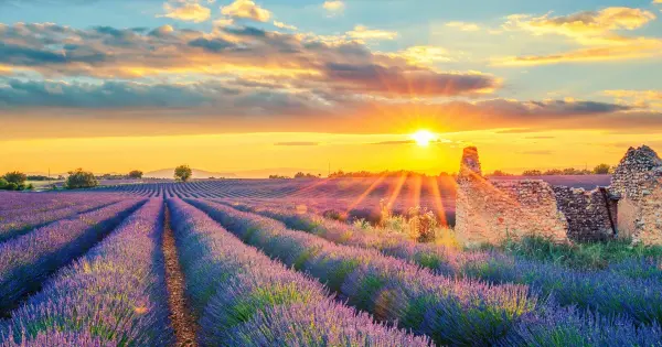 PEČUJ I BALATON – FESTIVAL LAVANDE